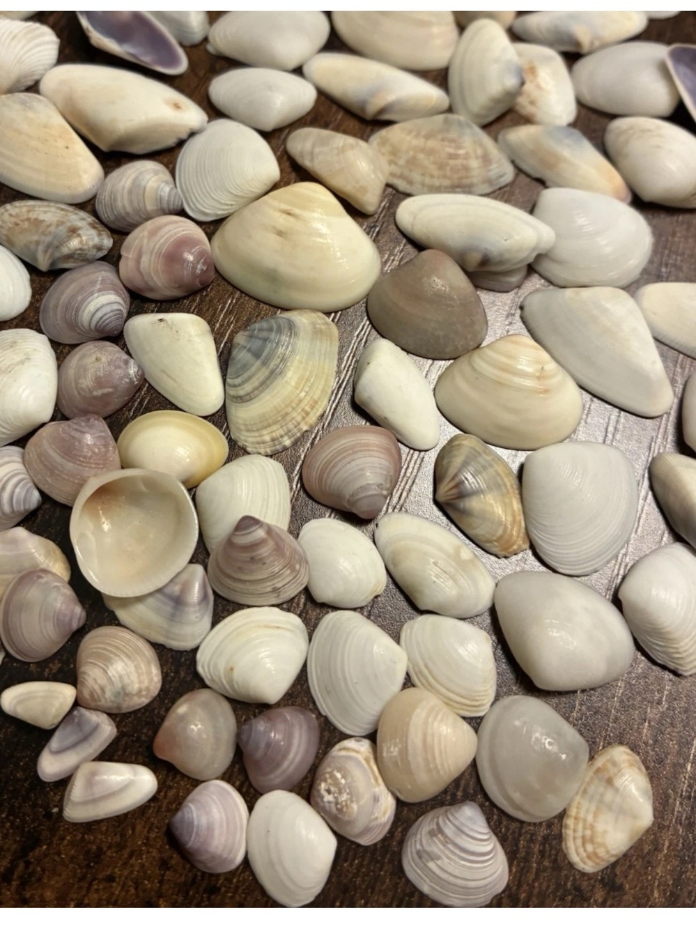 Seashells 100pc Surf Clam Shells